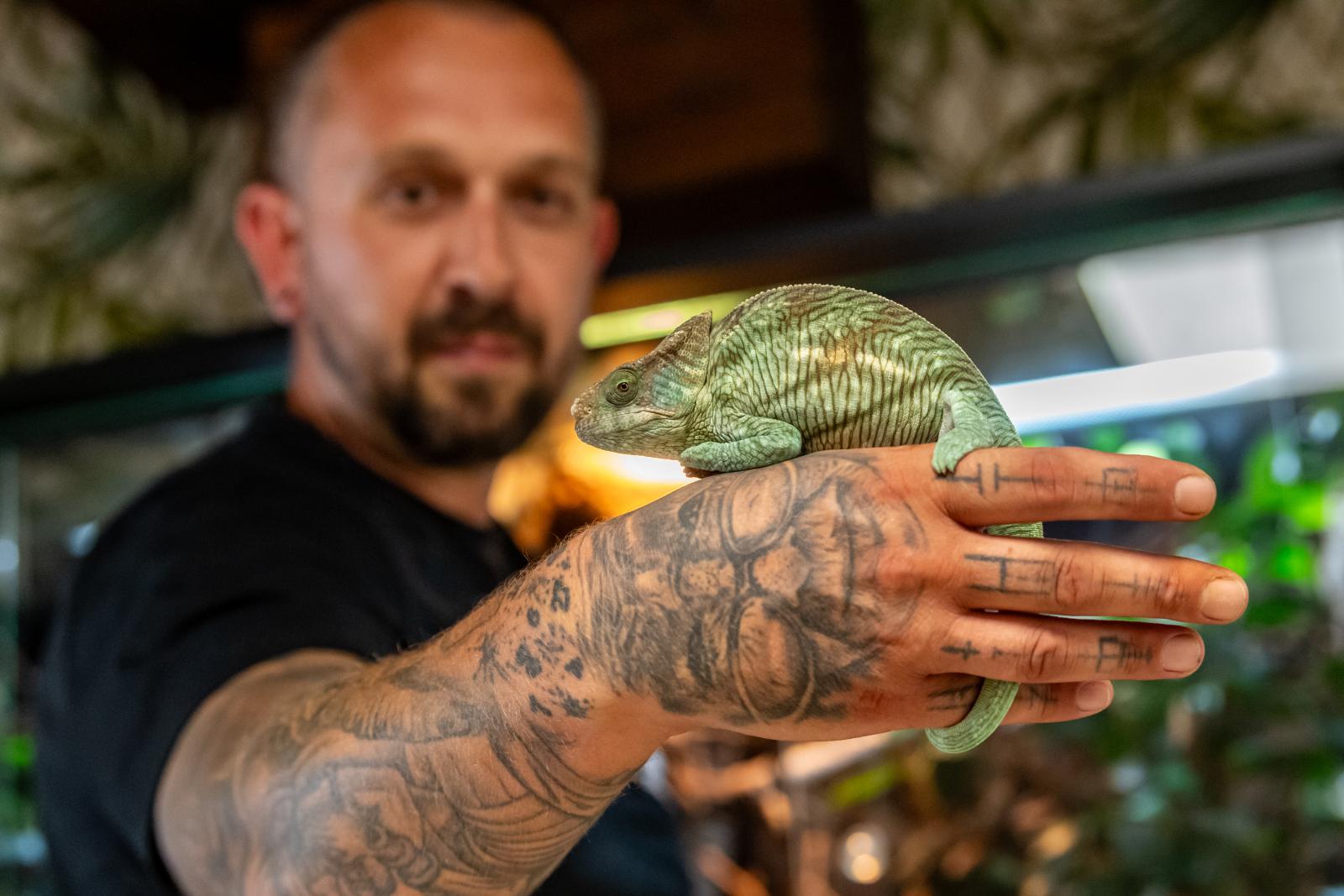 A párduckaméleon békésen pihen Koós Norbert állatgondozó kezében