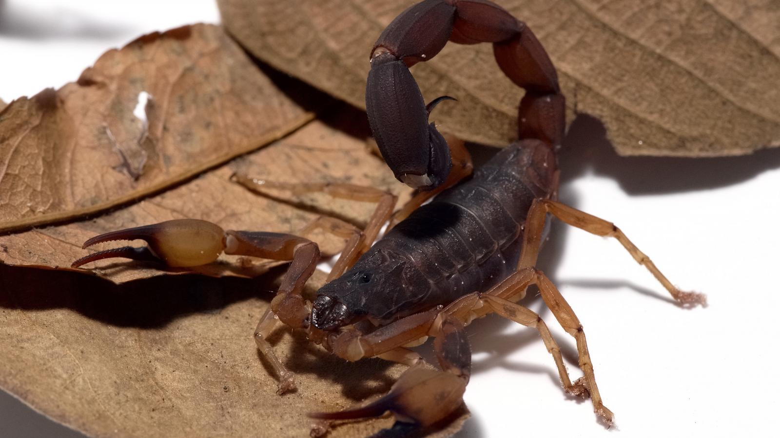 Sárga skorpió (Tityus serrulatus)