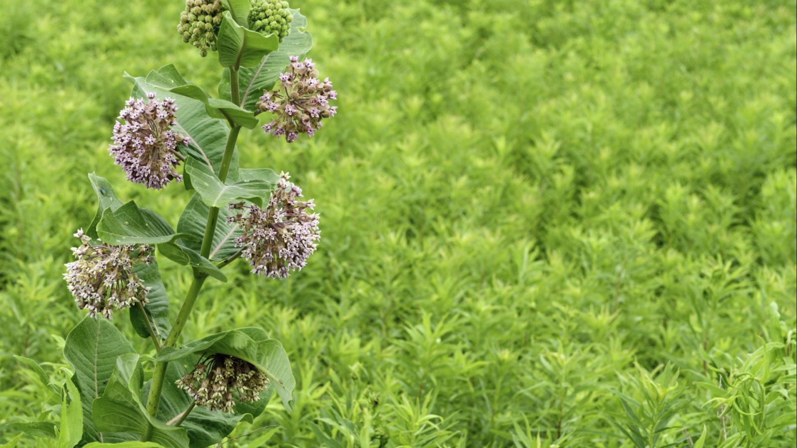 Selyemkóró (Asclepias syriaca)