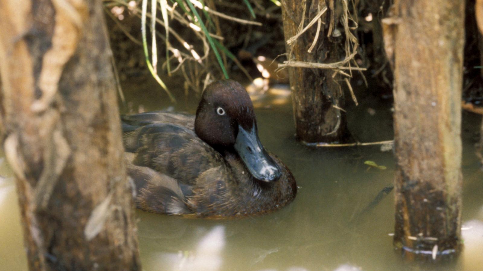 Madagaszkári barátréce (Aythya innotata)