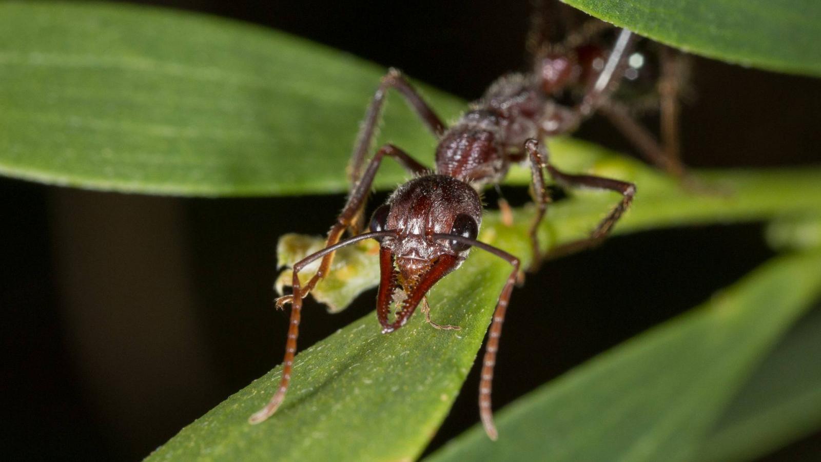 Myrmecia pyriformis