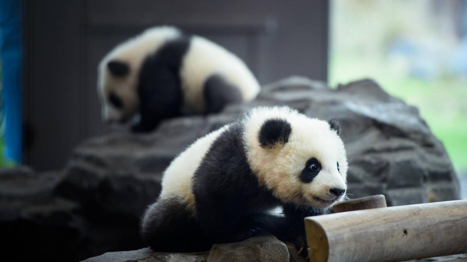 First excursion of the Berlin Panda twins