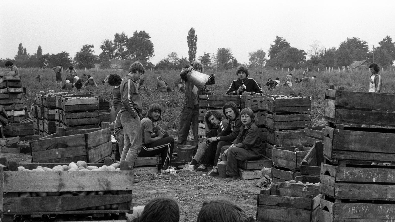 A KISZ építőtábor lakói krumplit szednek Tiszakécskén 1976-ban