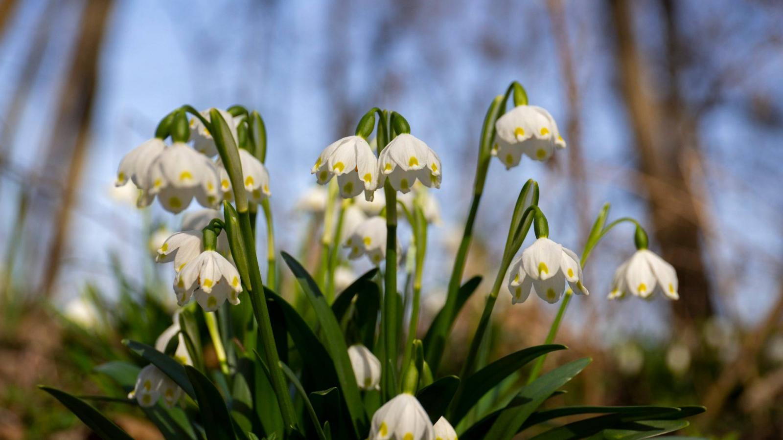 Virágzó tavaszi tőzike a Duna-Dráva Nemzeti Park területén február 26-án