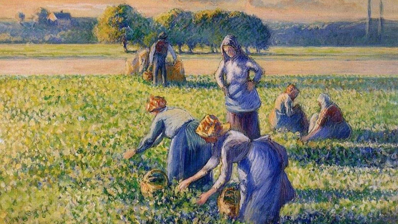 Pissarro  - La cueillette des pois