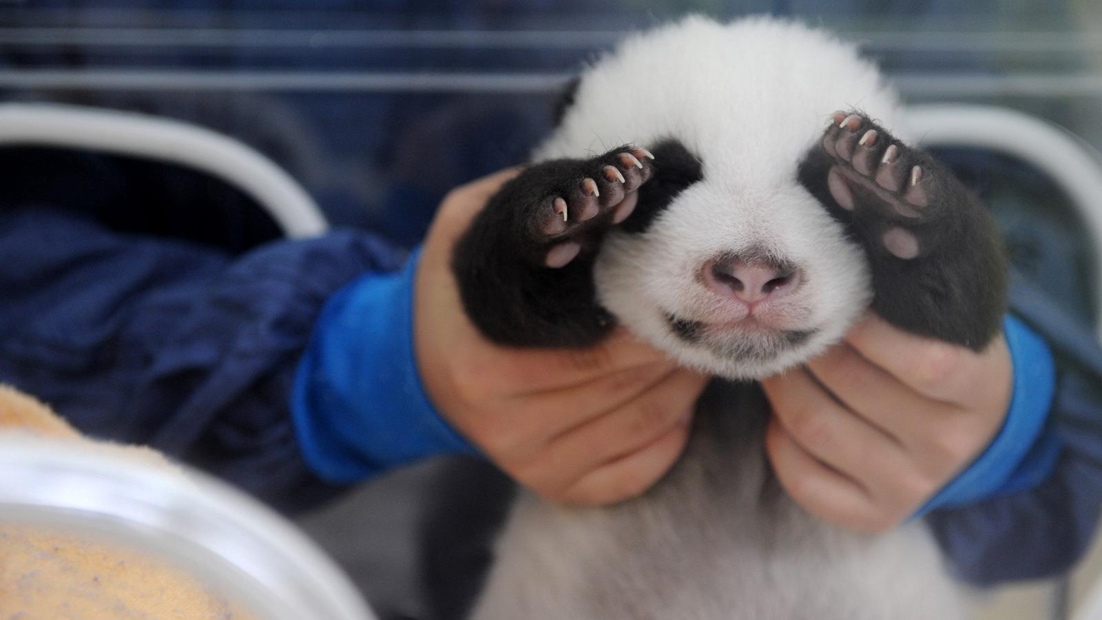 Illusztráció: China Photos/Getty Images