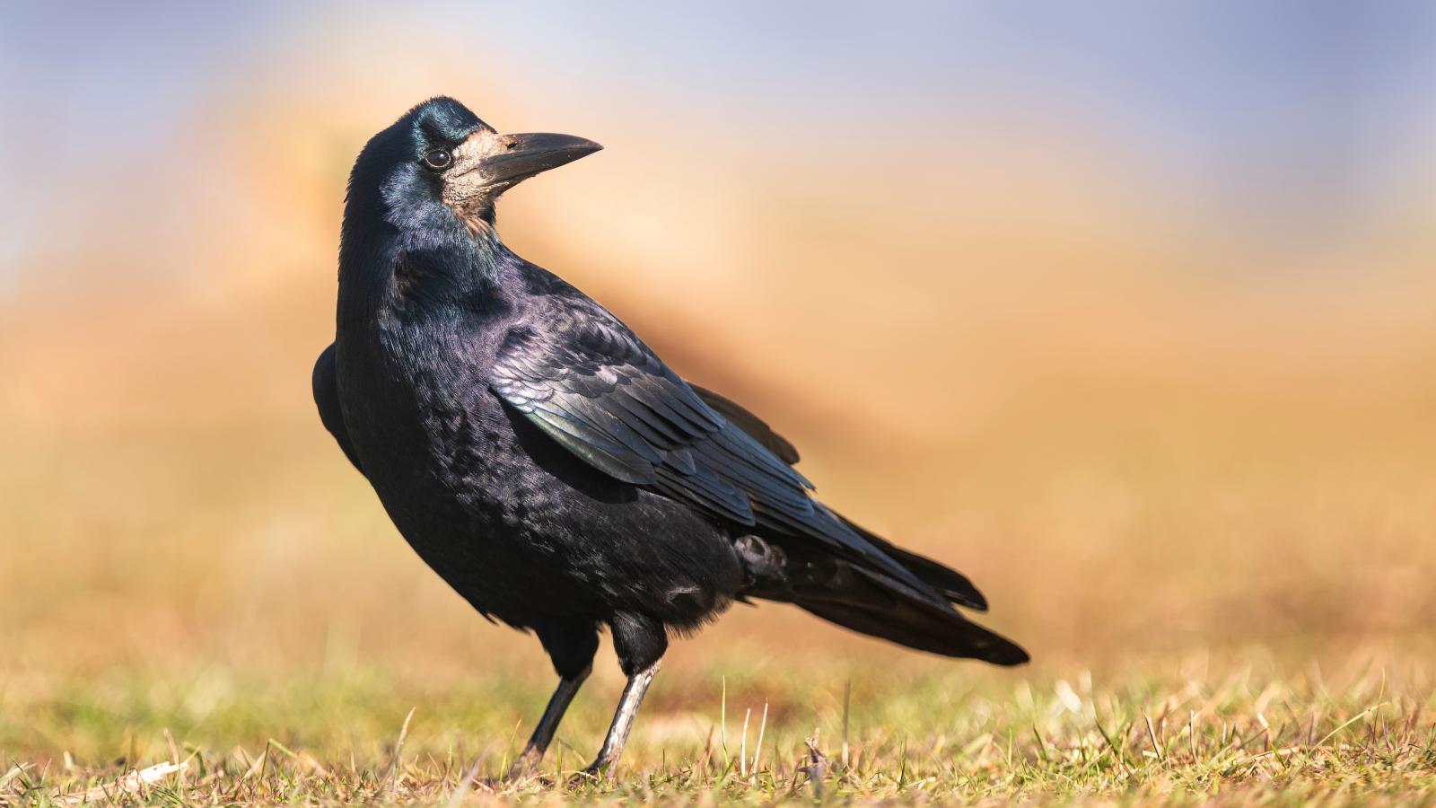 Megindult a vetési varjak lassú bevándorlása a városi területekre. Ennek egyik fő oka az ártéri erdők, illetve a mezőgazdasági földek közötti fasorok eltűnése