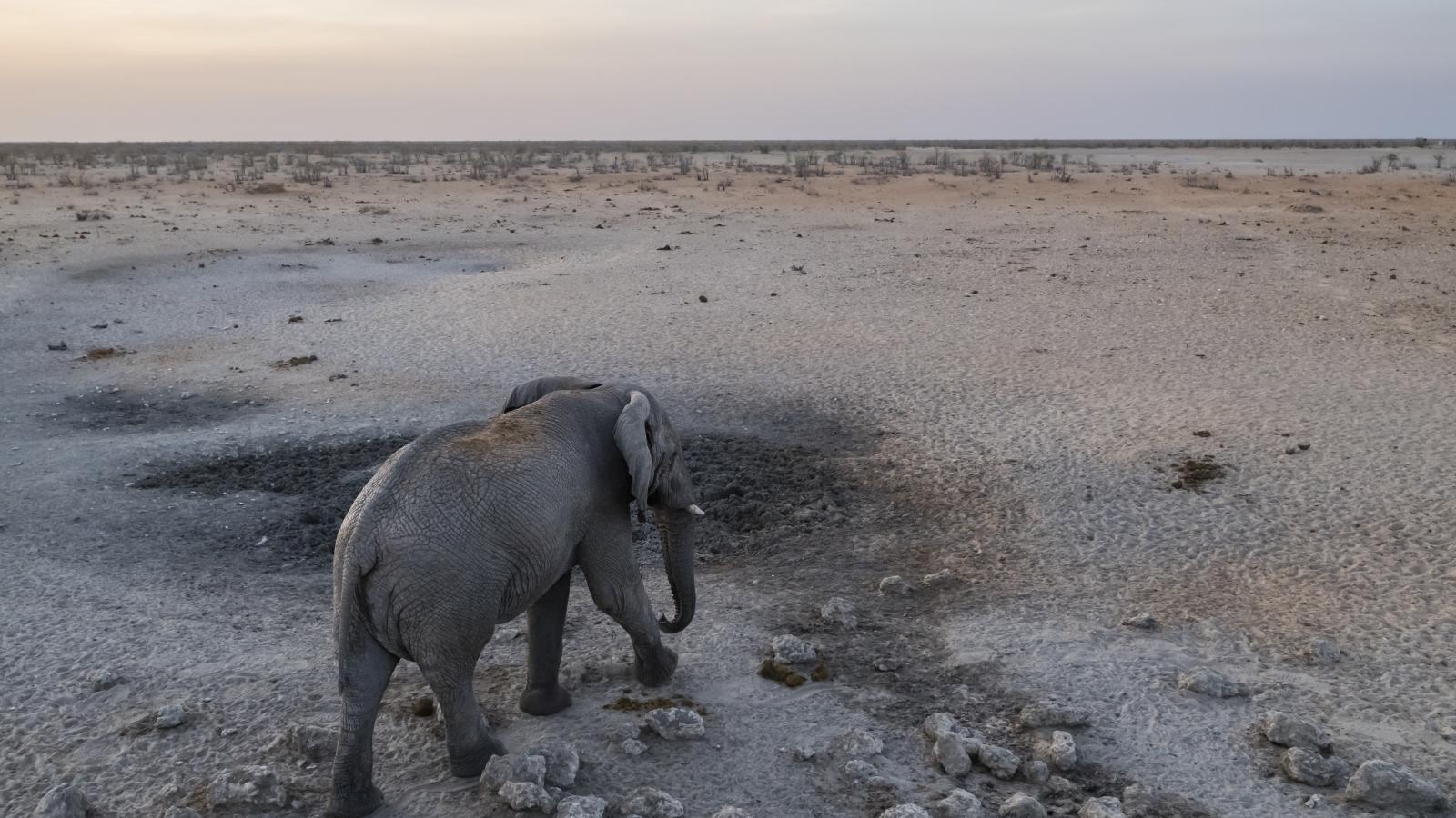 Elefánt 2023 szeptemberében a namíbiai Etosha Nemzeti Parkban