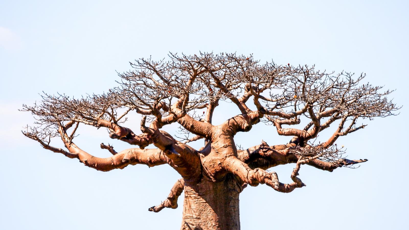 Baobabfák Madagaszkáron, a növények sokféleségének egyik globális „sötét foltjában”, ahol a botanikusok szerint sürgősen szükség van az azonosítás felgyorsítására