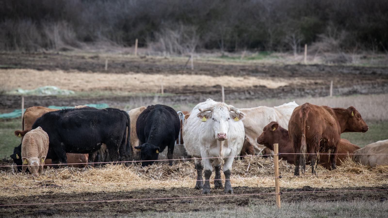 A cégeknek kedvez a gazdasági környezet, a szövetkezetek jövője bizonytalan