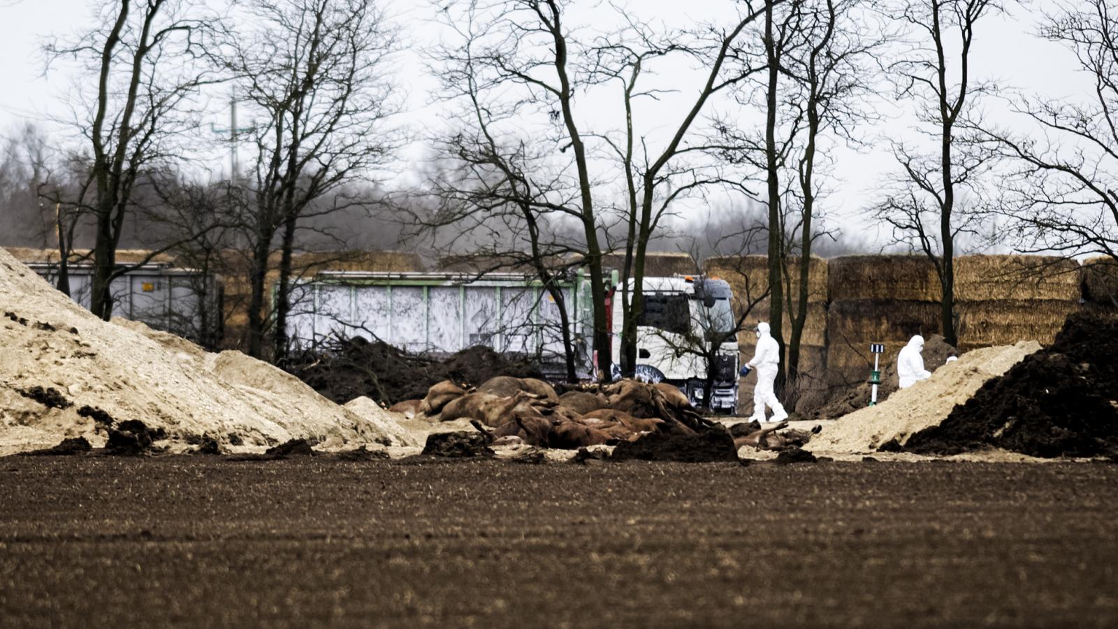 Az állattelep felszámolása elkezdődött Levélen. Az Atev dögszállító autói hordják el a mintegy 3000 szarvasmarhatetemet a közeli „temetőbe”