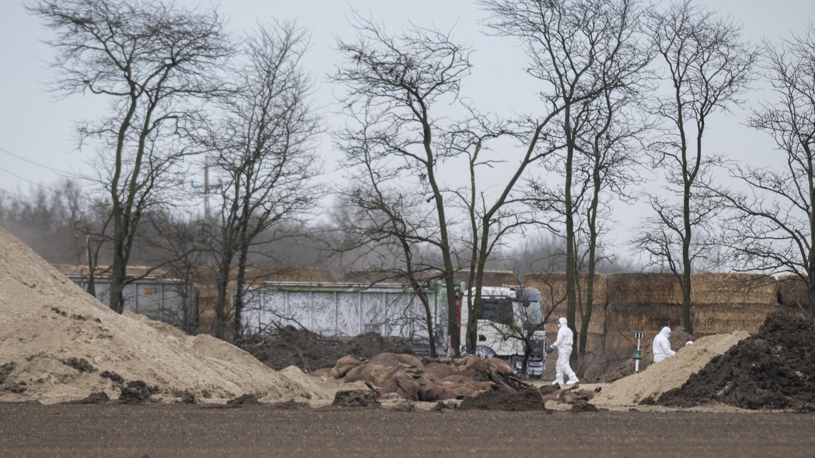 Illusztráció: Marhatetem-szállítmány útban a csemezpusztai dögtemető felé április 2-án