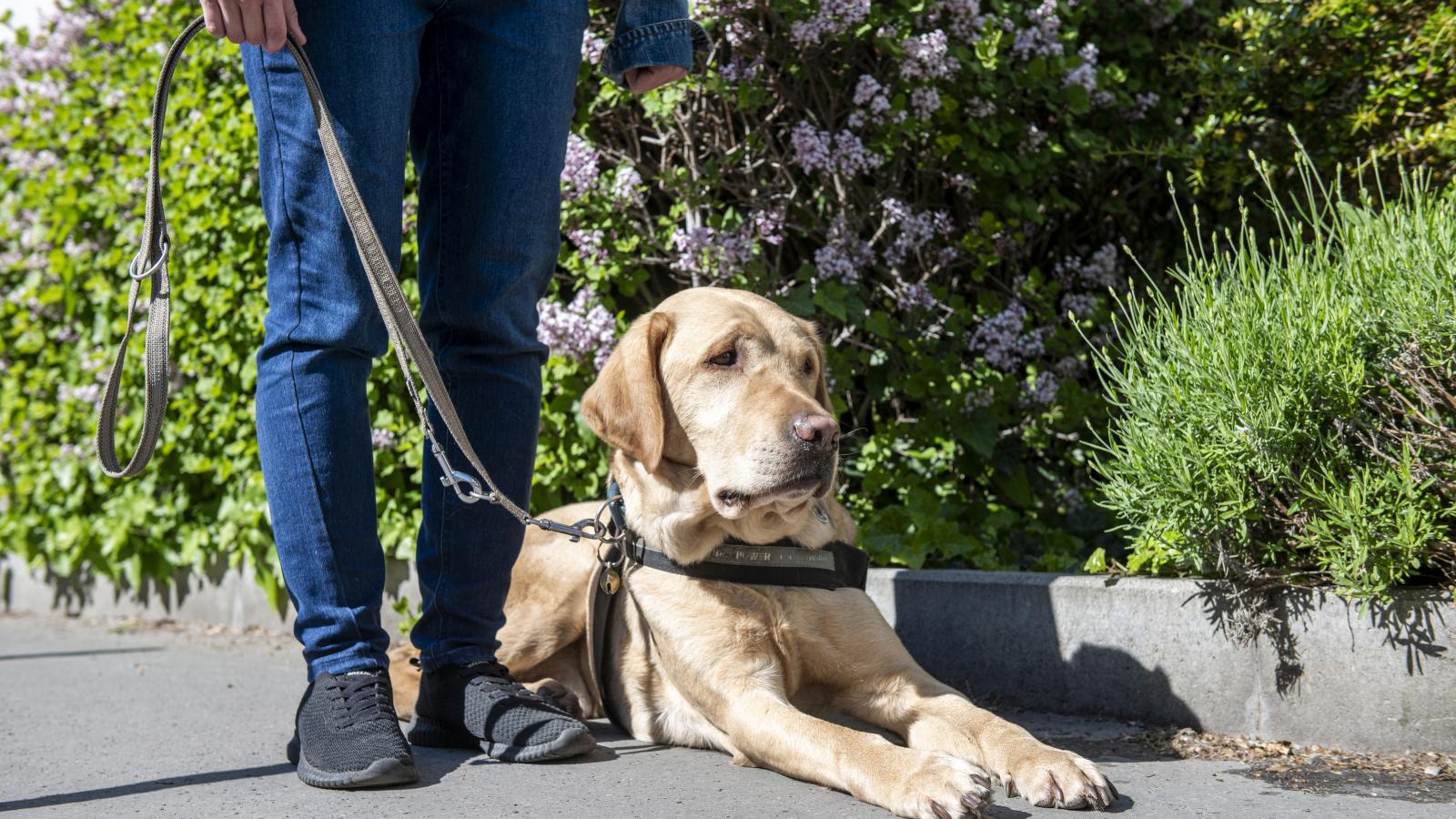 Titán, a labrador olyan, mint egy zen mester