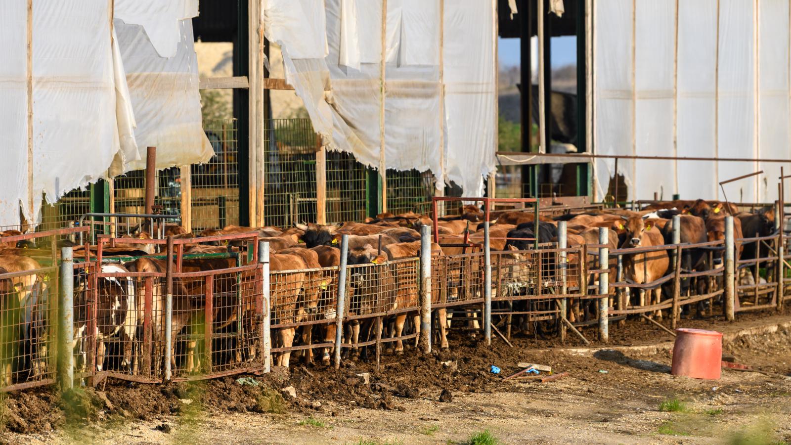 A ragadós száj- és körömfájás miatt lezárt marhatelep Levélen március 26-án