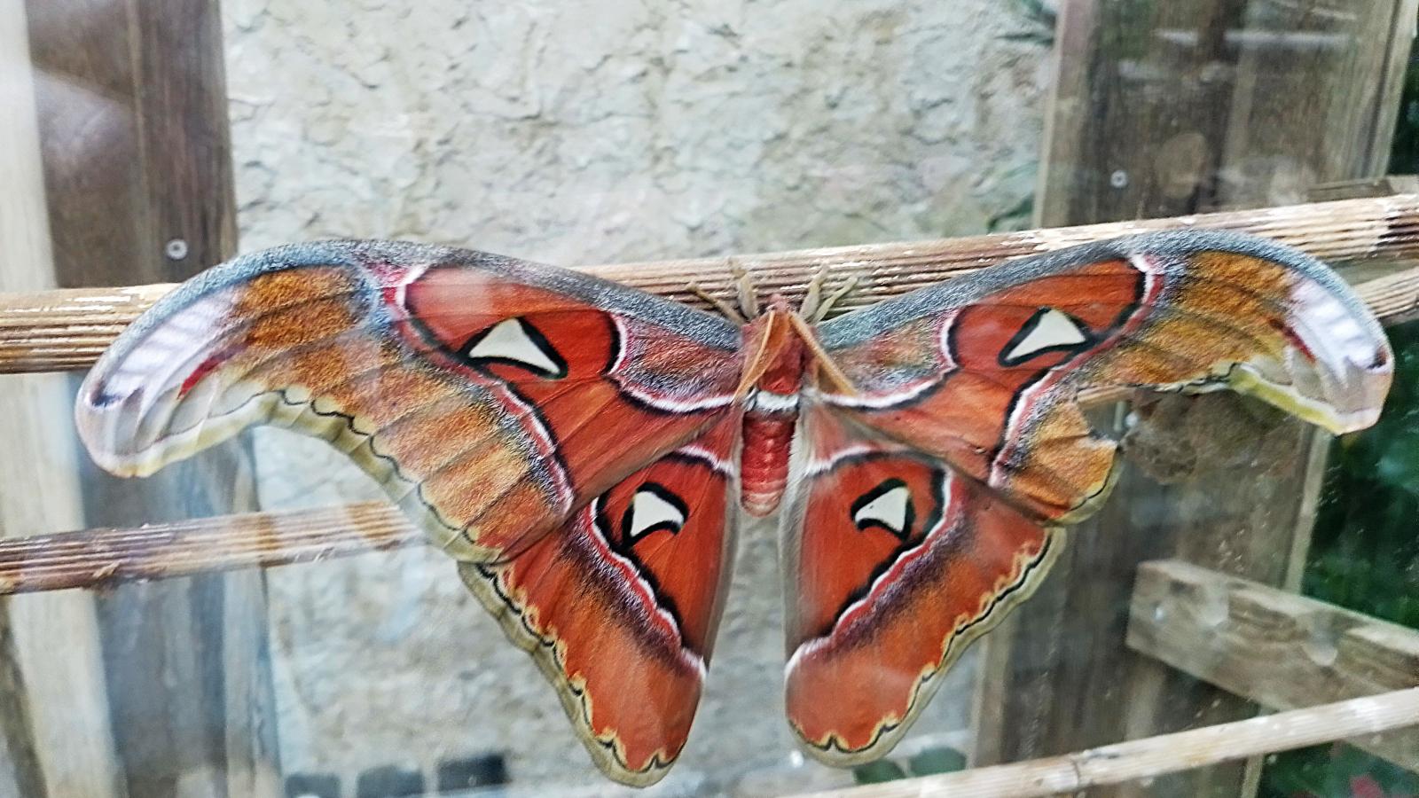 Az atlaszlepke a világ legnagyobb lepkéje, amit most először csodálhatnak meg a látogatók