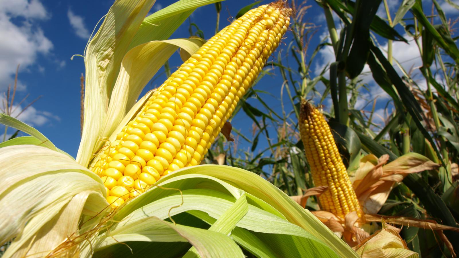 A GMO-s hektárok szűk harmadán
kukoricát termesztenek