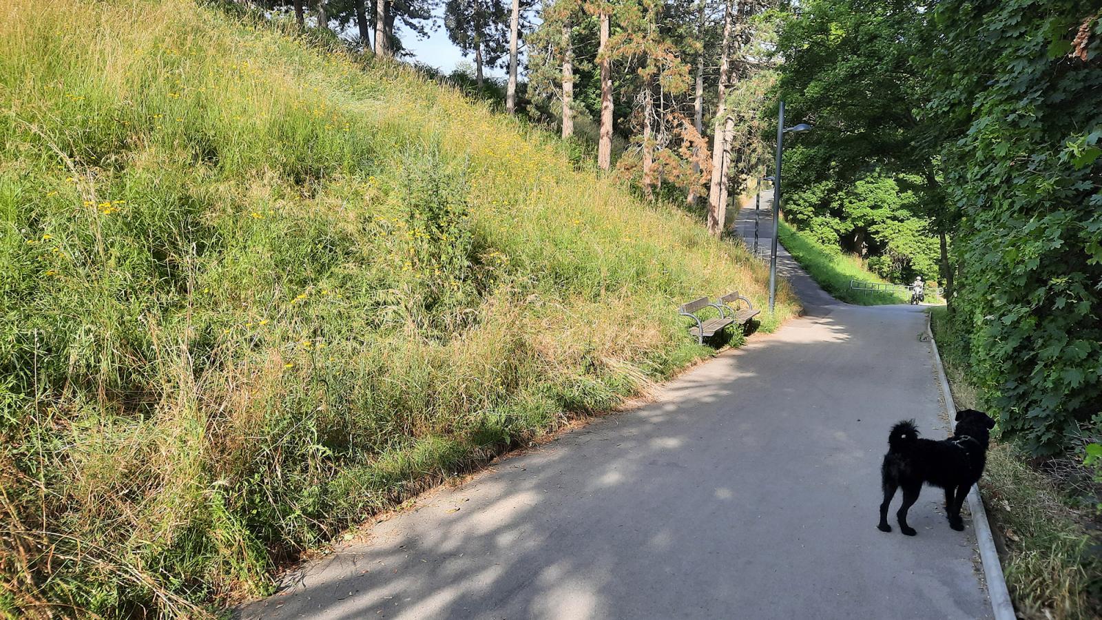 Bécsben egyre
több helyen nem
nyírják le a füvet
a parkokban,
hagyják elvadulni
a gazt
