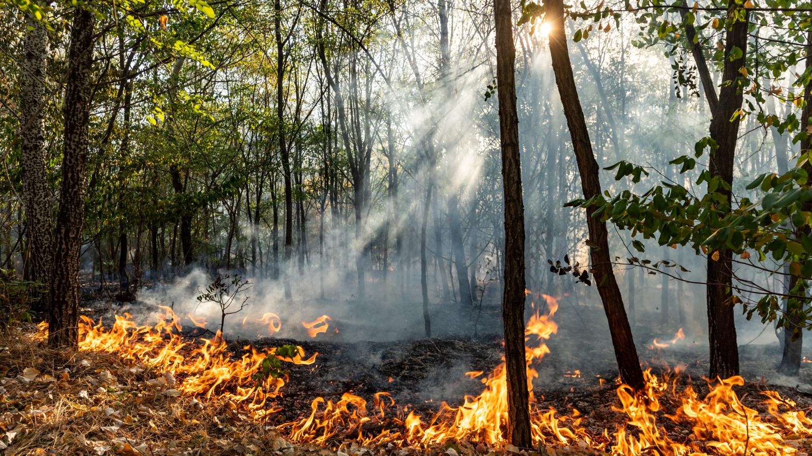 Képünk illusztráció