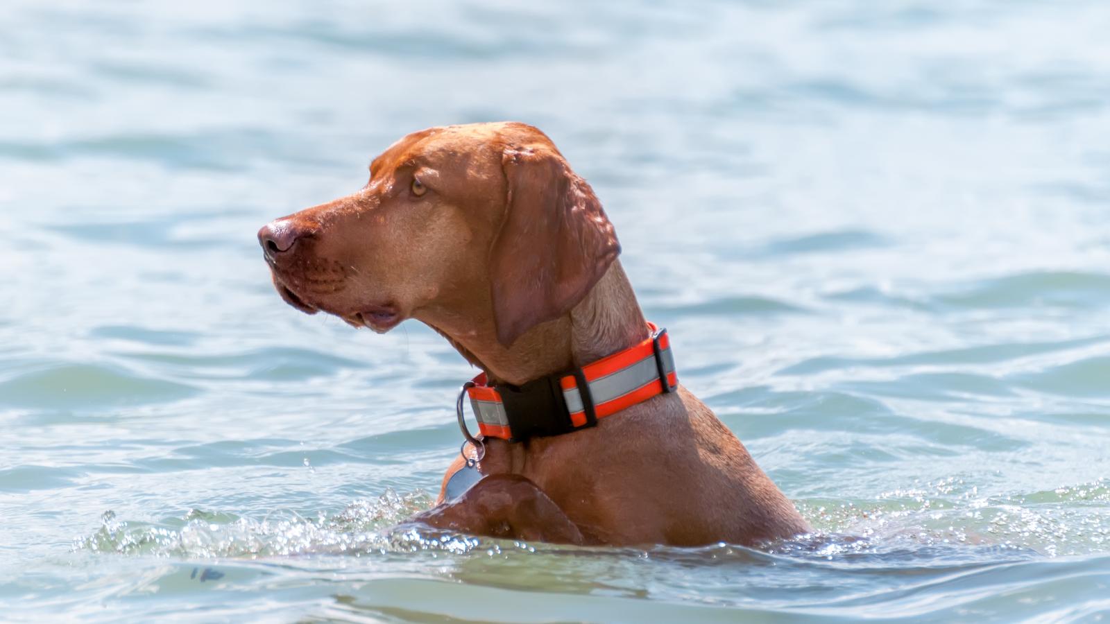 A kutyák már több balatoni strandon is kedvükre úszkálhatnak