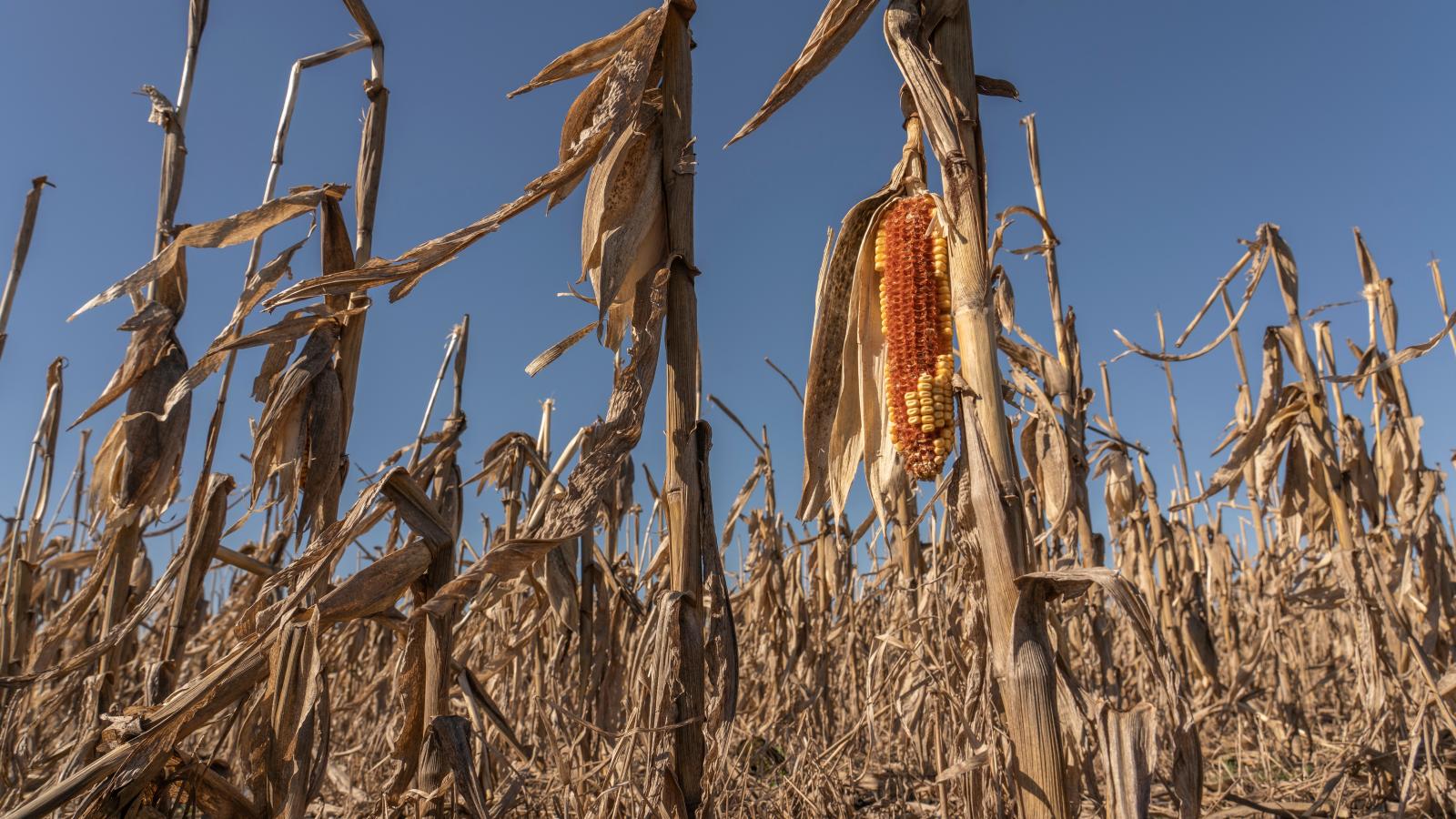 Megsínylik a növények a tartós szárazságot
