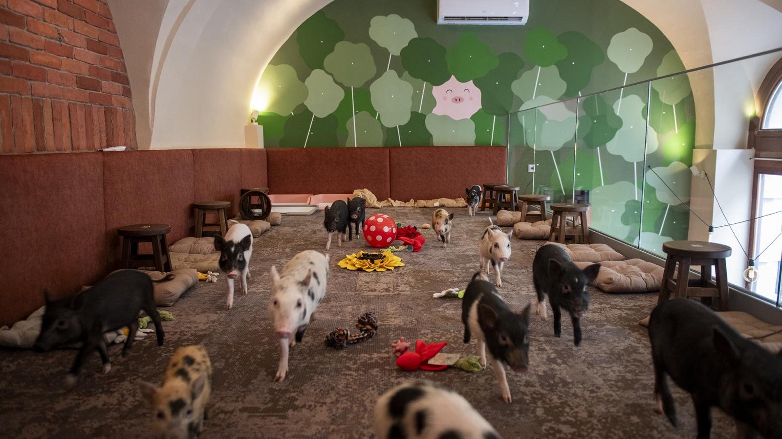 Ha valaki állattartási hiányosságot tapasztal, a vállalkozás székhelye szerinti jegyzőhöz fordulhat