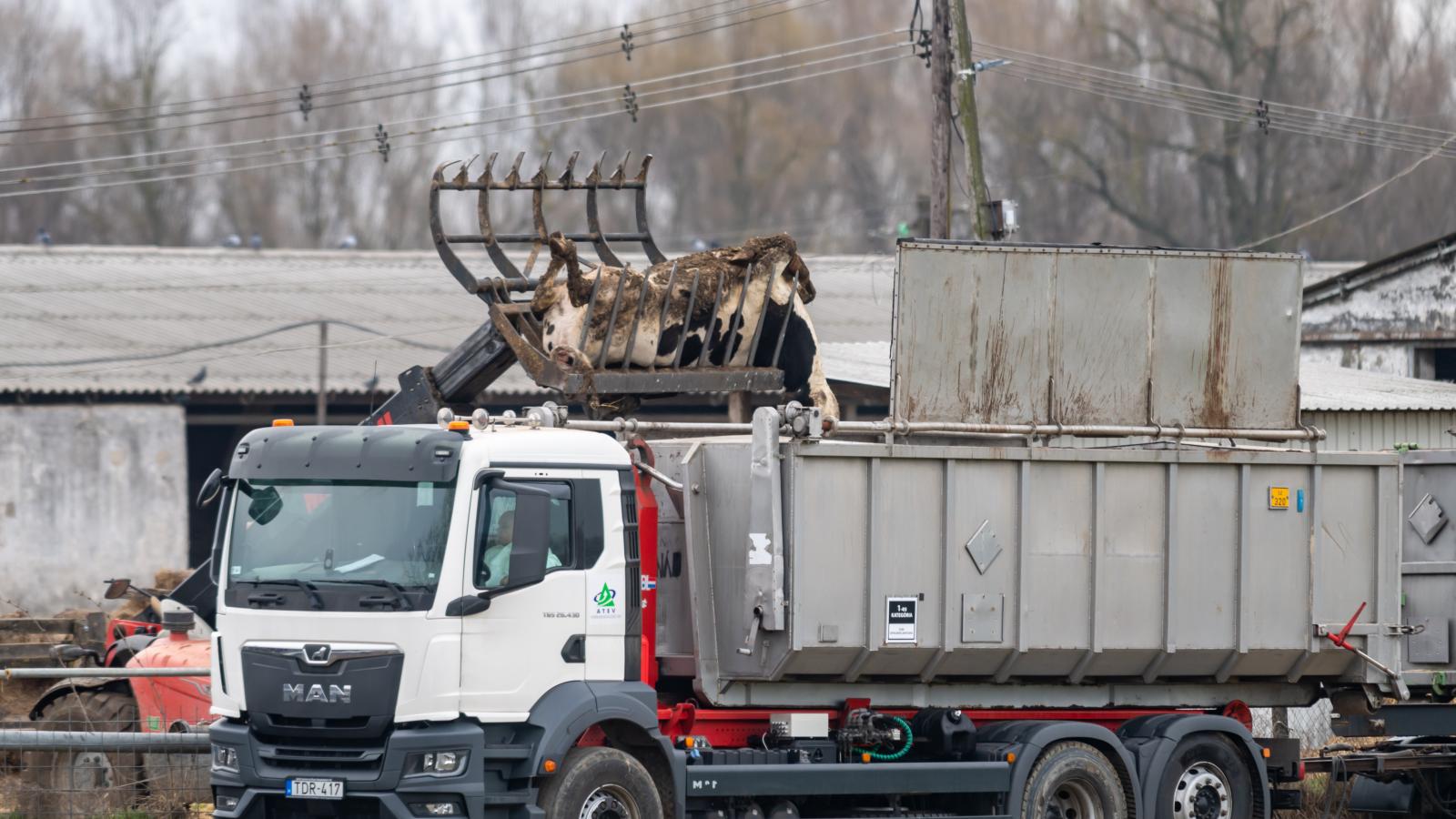 A száj- és körömfájásjárvány összességében 25-30 milliárd forint közvetlen kárt okozott
