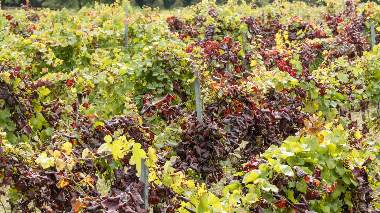 A védekezés egyedüli módja a fertőzött tőkék kivágása