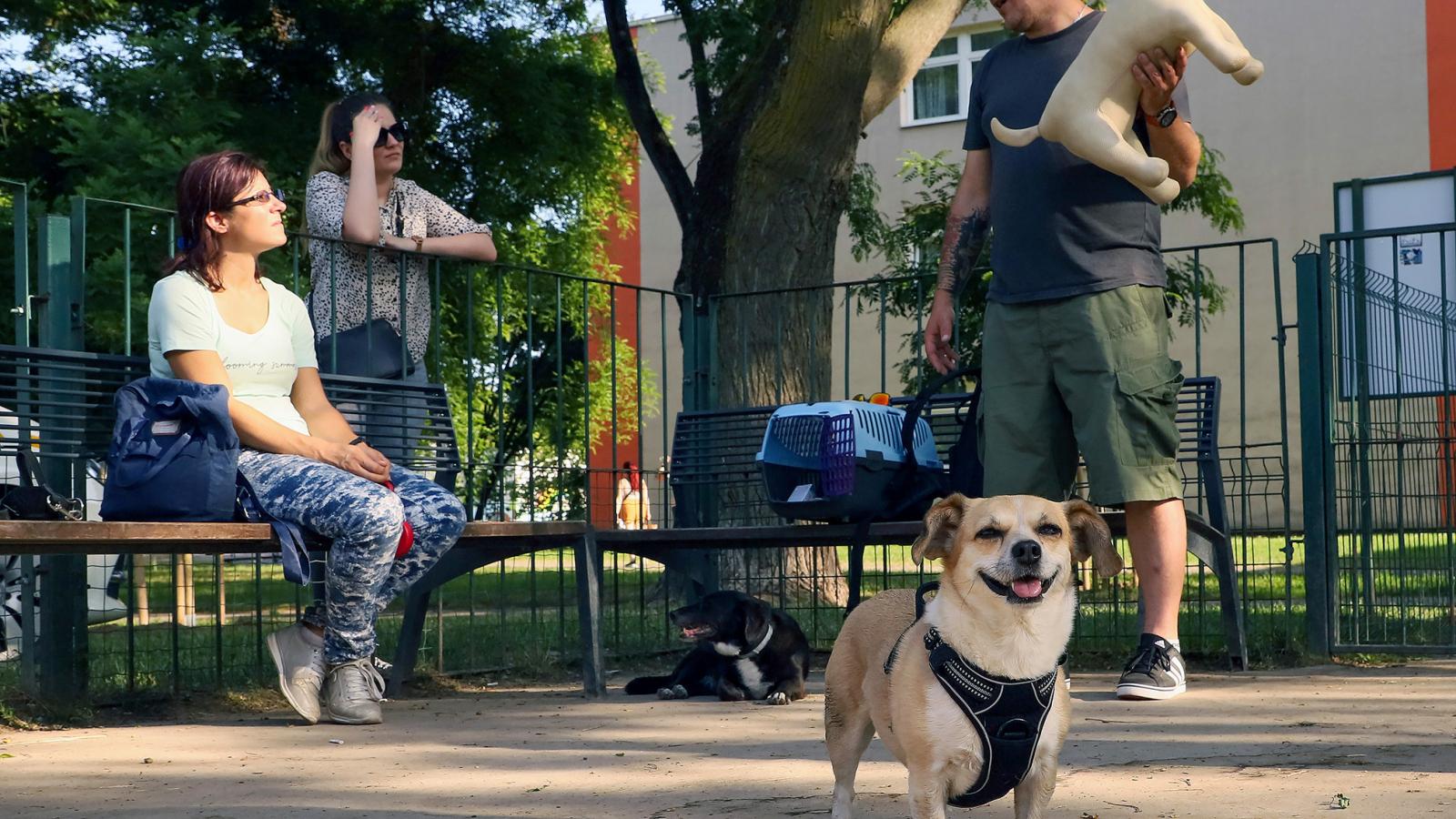 Az Állatmentő Liga műállatokon mutatja meg a gazdiknak, hogyan menthetik meg kis kedvencük életét