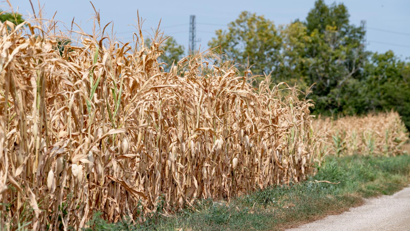 A klímaváltozás, a perzselő meleg válaszokat követel a hazai agráriumtól