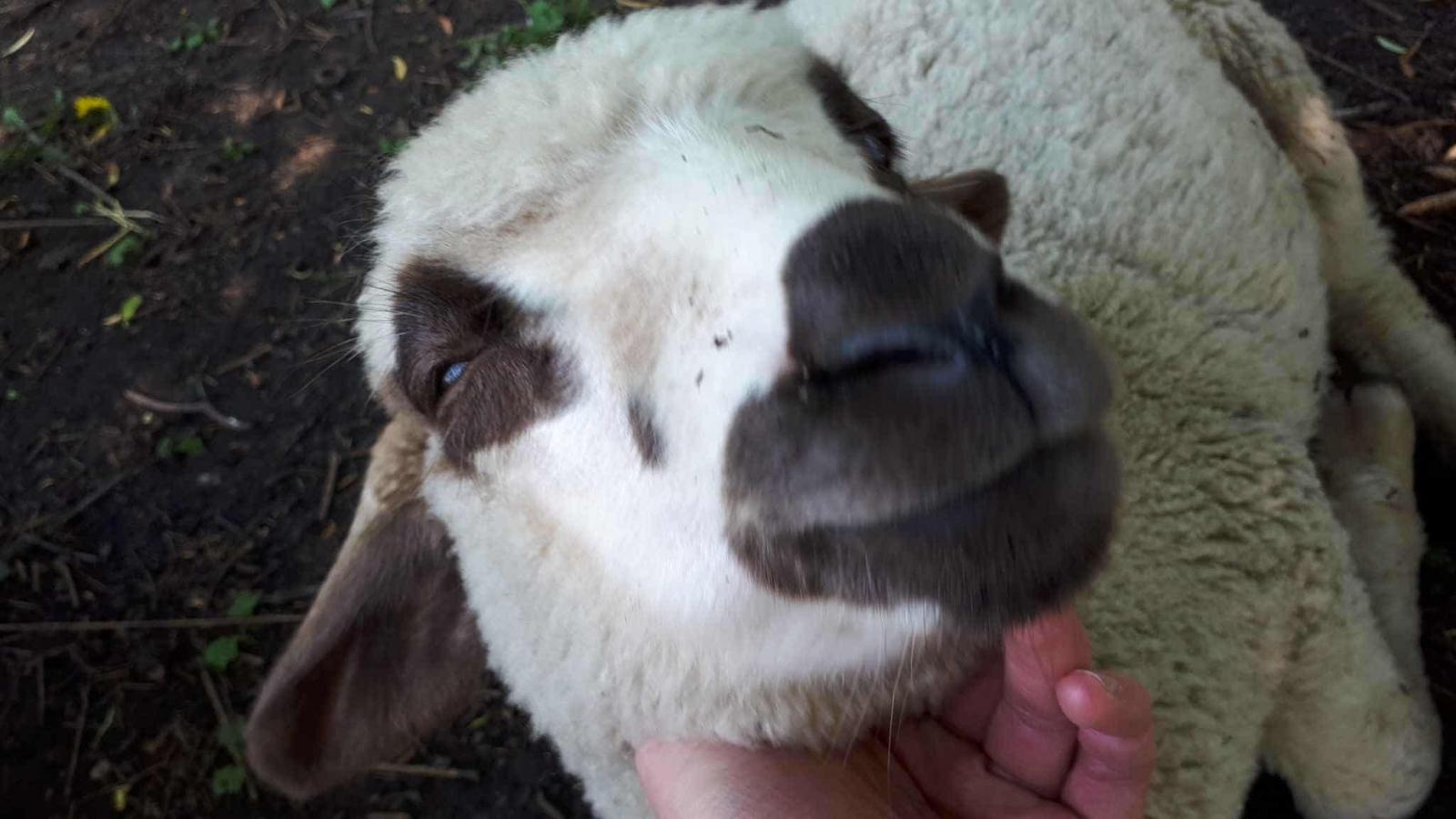 A szerző felvételei