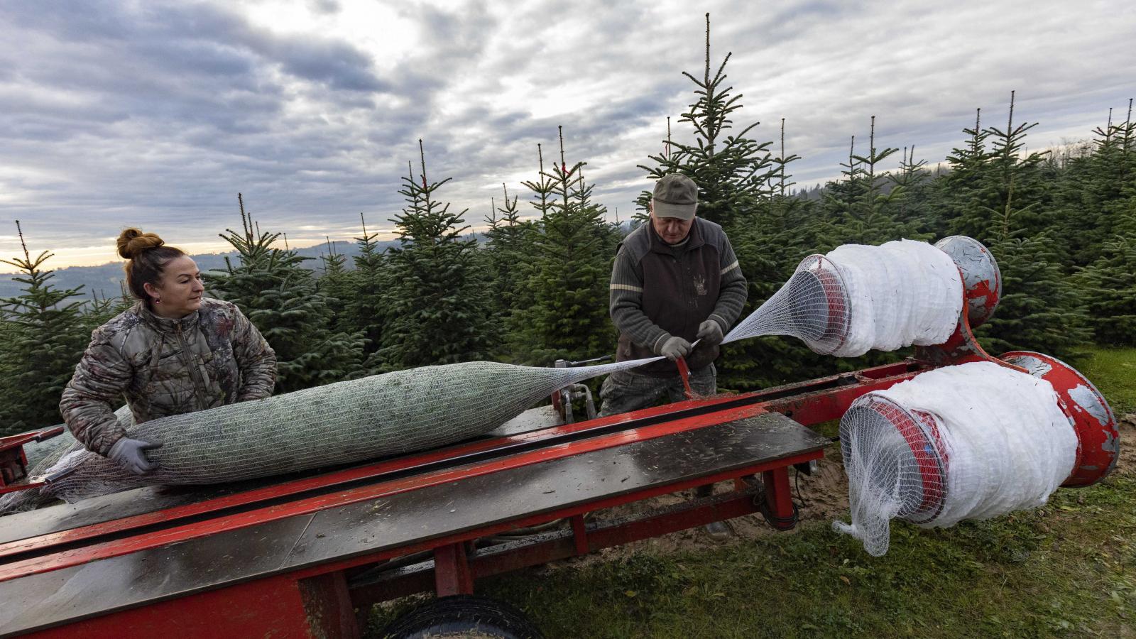 Bő egy hete indult be a nagyüzem, azóta folyamatosan vágnak és hálóznak a termelők