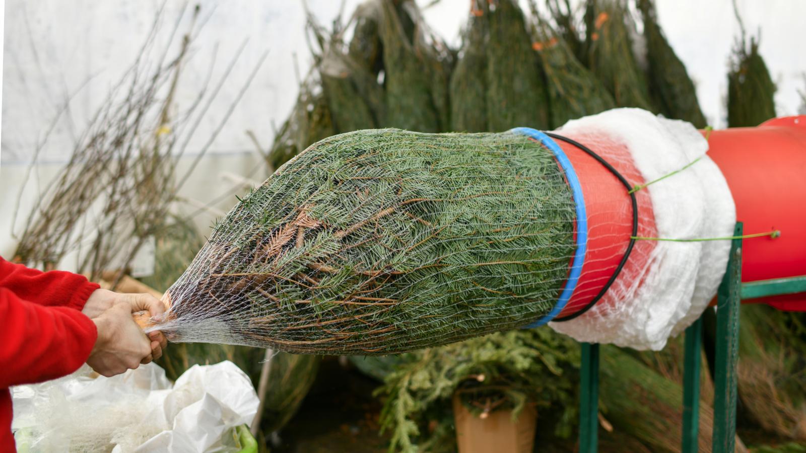  „Pillanatok alatt kiszúrtuk azt a magas, csinos, jó formájú Nord­mannt, amely büszkén állt a csomagológép mellett (ami alakra egészen olyan, mint a betonkeverő)”