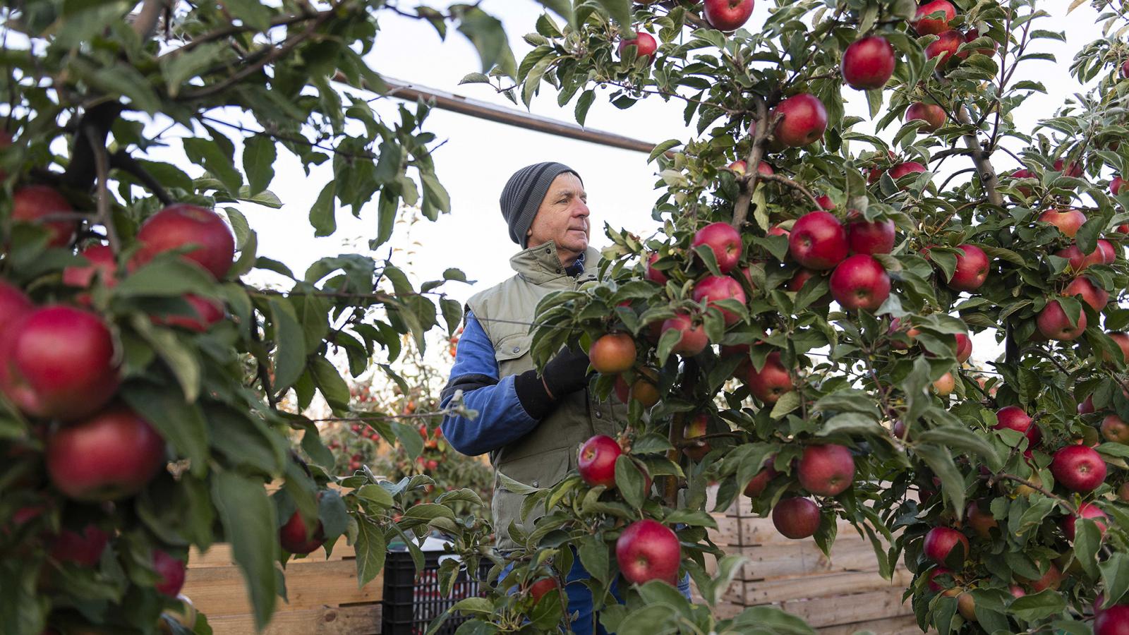 Nemcsak az ültetvények öregednek, hanem a művelőik is