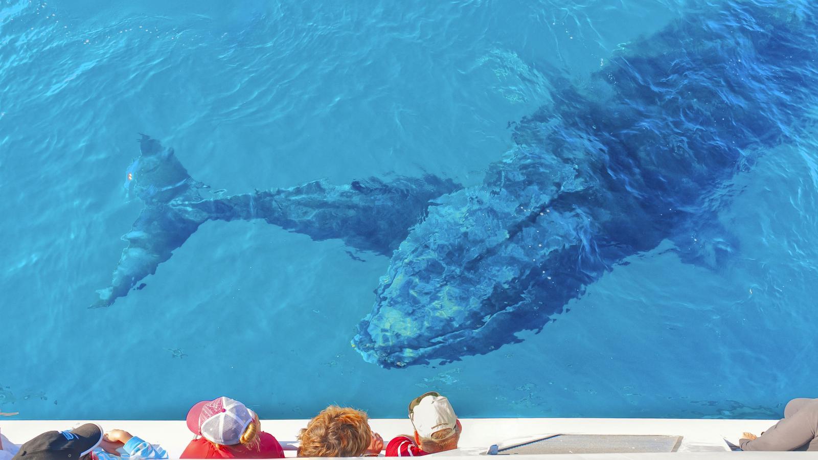 Ez a faj összetett társadalmi rendszerben él, és eszközöket is használ