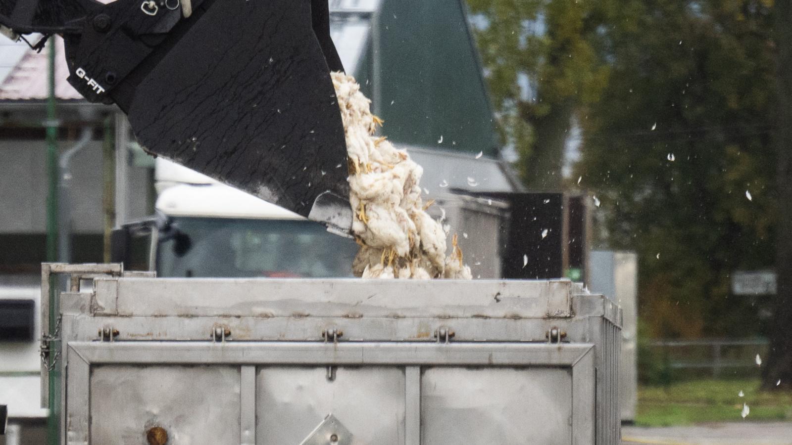 Az elpusztított, fertőzött madarakkal való érintkezés is tilos