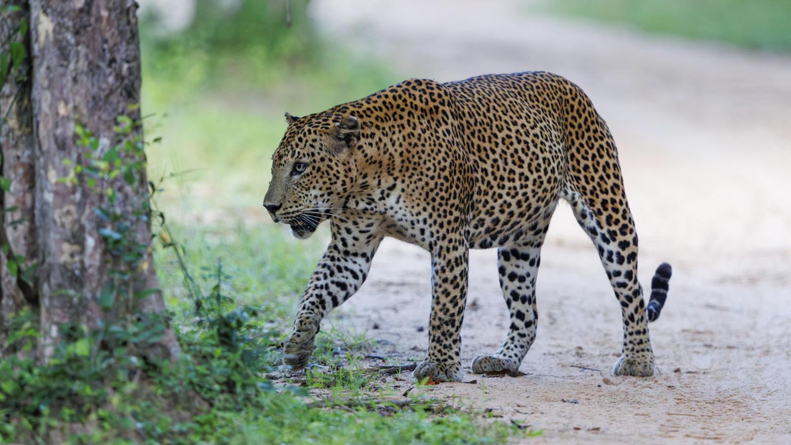 Leopárd a Kumana Nemzeti Parkban - Korábbi felvétel 