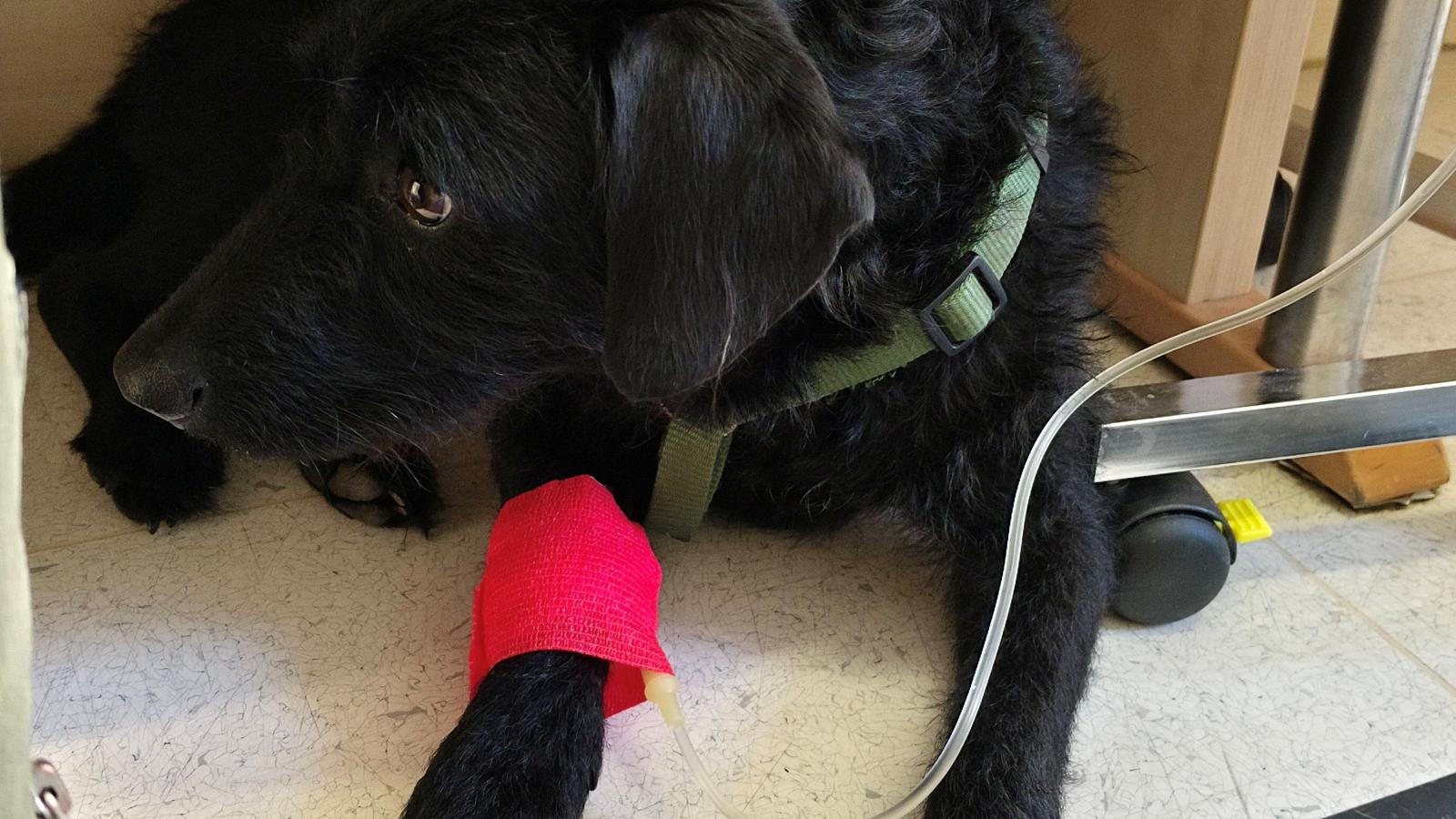 Három nap után Bella kedve és szertelensége szinte gombnyomásra visszatért, nyoma sem maradt a beteg kutya merengő, filozofikus tekintetének