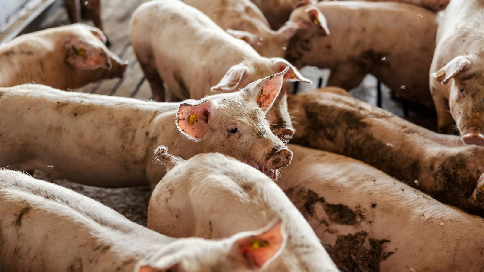 A vírus elsősorban a sertéseket érinti, de háziállatainkat is megfertőzheti