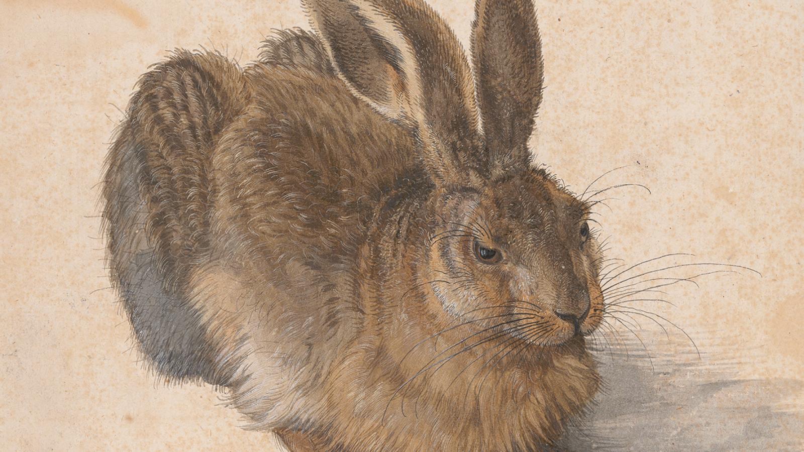 Albrecht Dürer 1502-es Mezei nyúl című alkotása a múzeum egyik legfontosabb műve