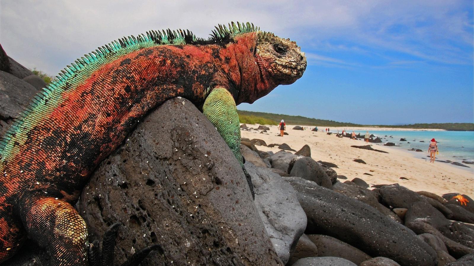 Az ősgyíkok időnként megörvendeztetik a tengerparton strandolókat is.