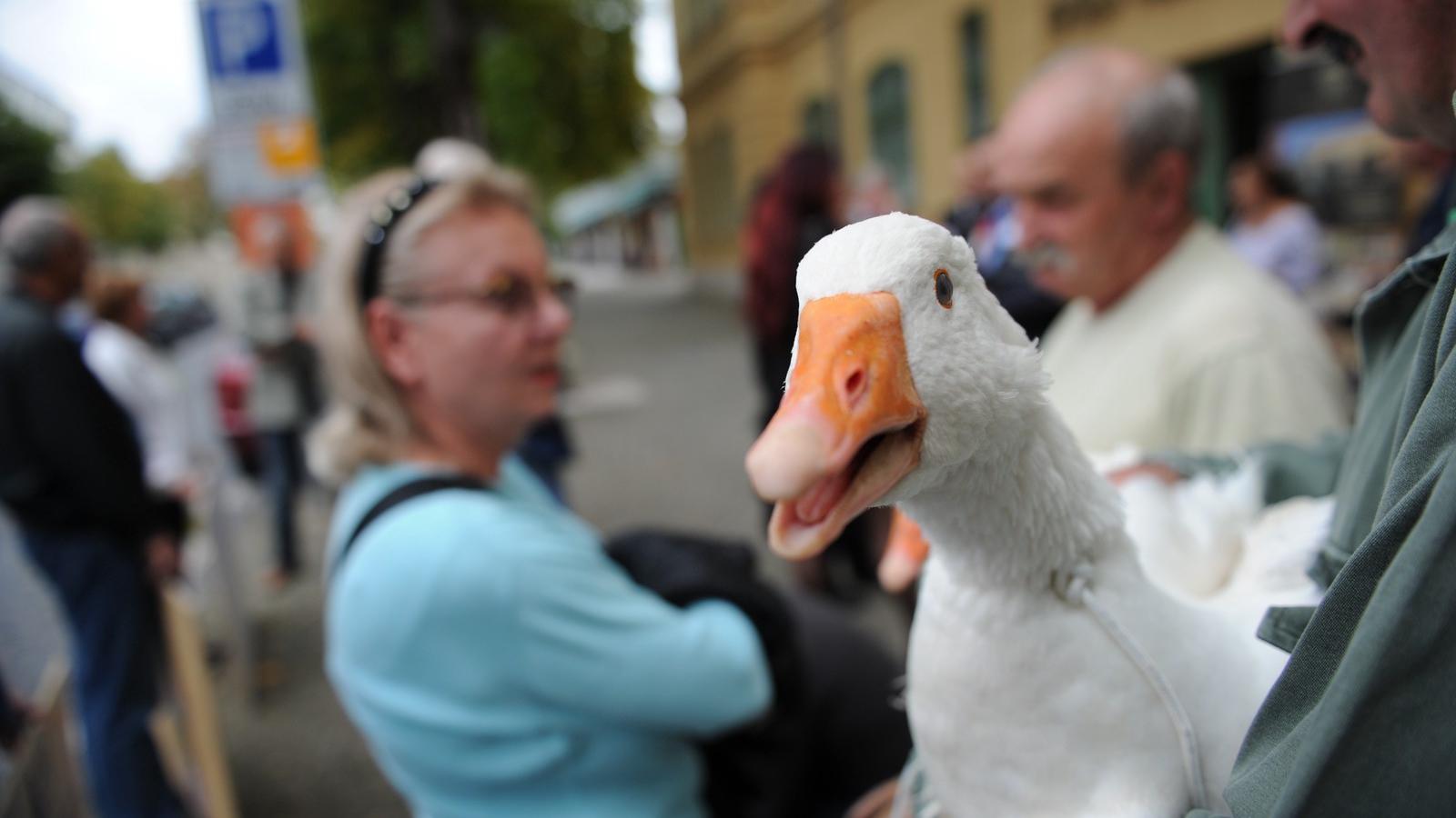 Sok helyen fogadták libával Bajnaiékat. Fotó: Bielik István/Népszava