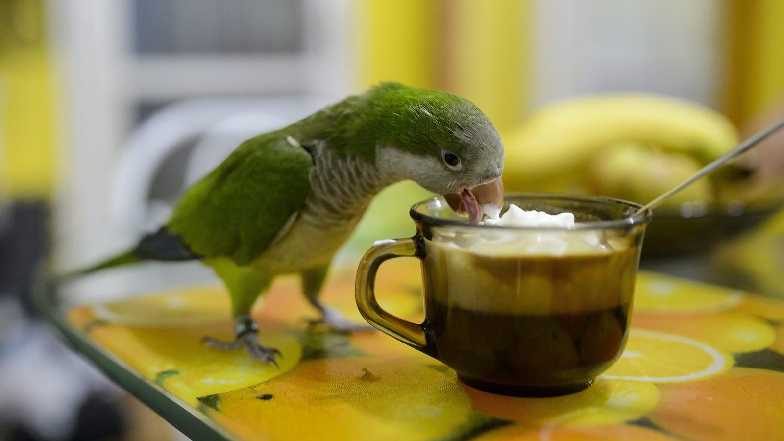Egy barátpapagáj belekóstol a tejszínhabba egy salgótarjáni lakásban 2015. május 9-én. Május10. a madarak és fák napja. MTI Fotó