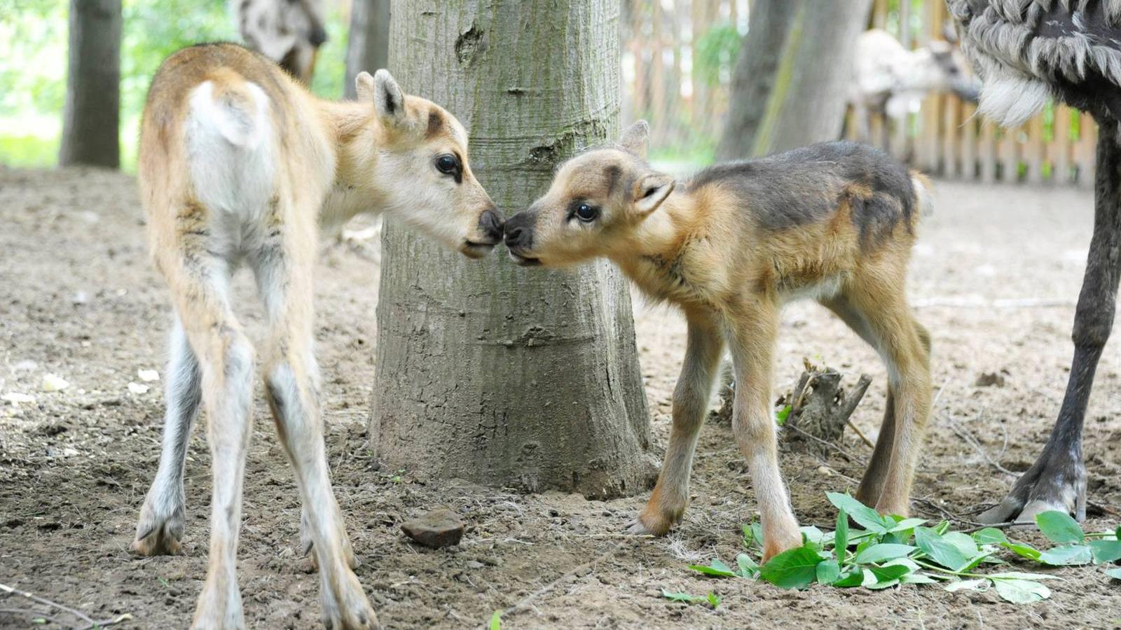 Forrás: Facebook/Nyíregyházi Állatpark