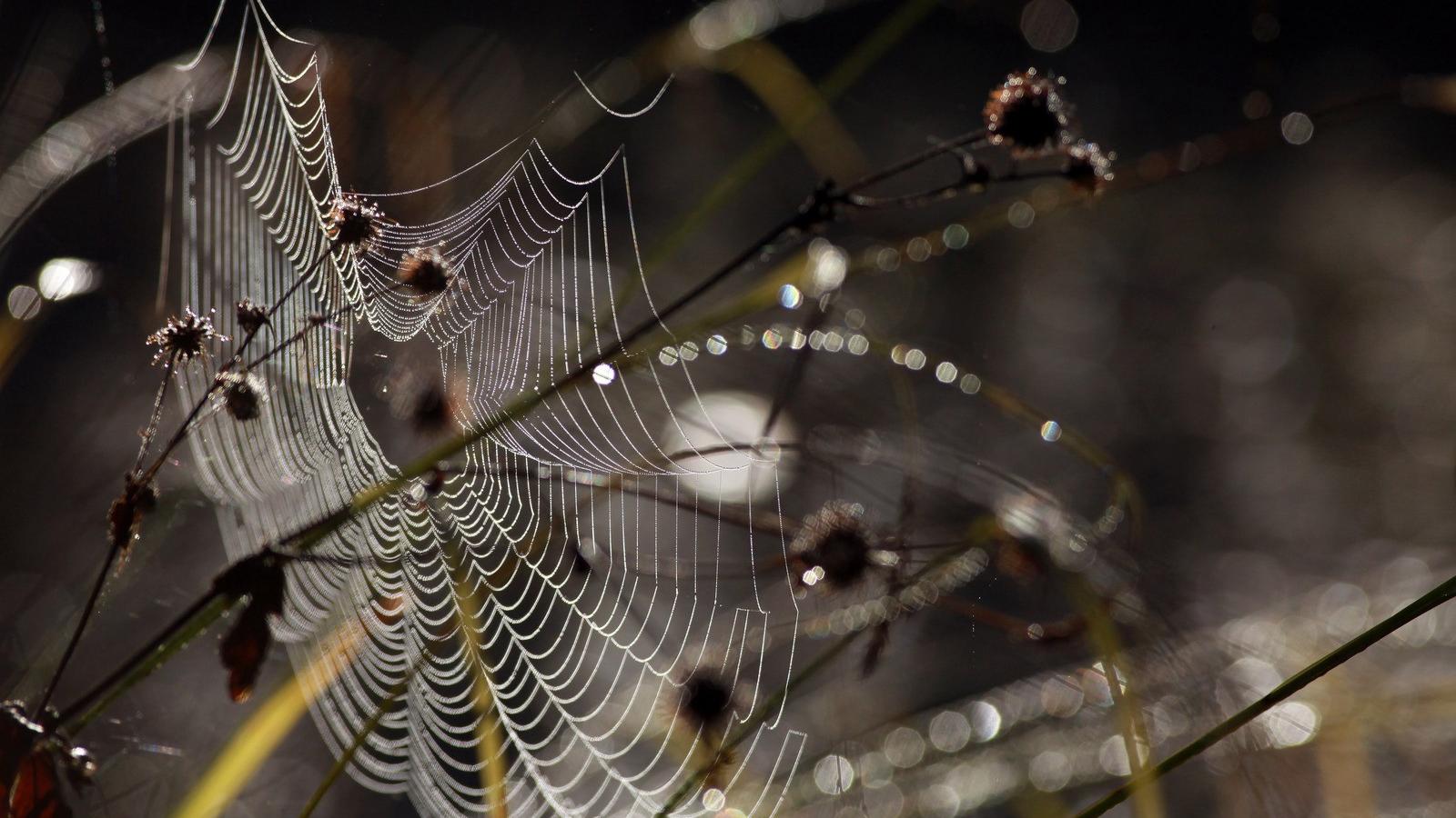 Fotó: Matt Cardy, Getty Images.