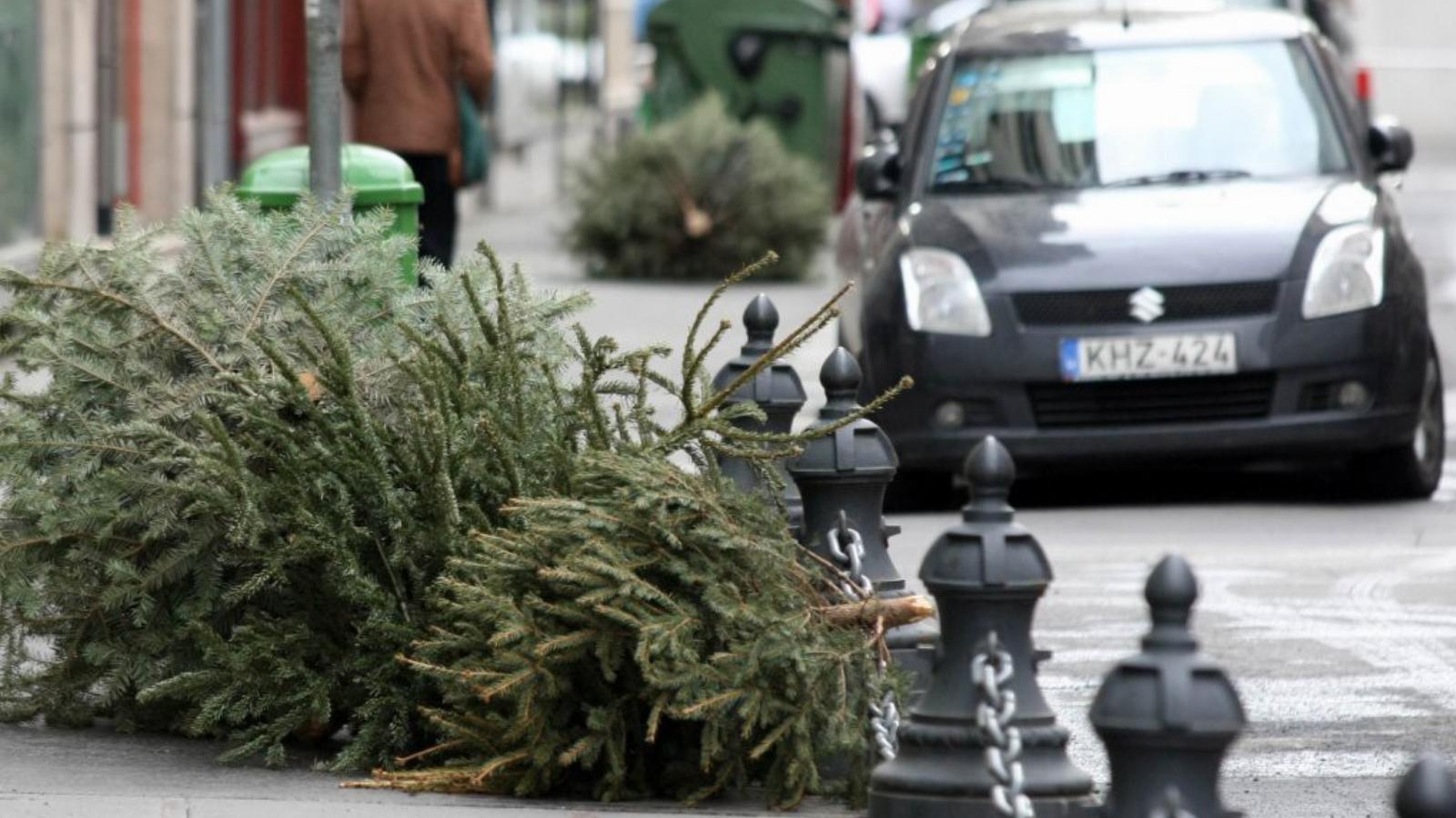 A karácsonyfaüzlet még mindig csábító, hiszen 2,5-3 millió fát forgalmaznak a szezonban FOTÓ:BIELIK ISTVÁN