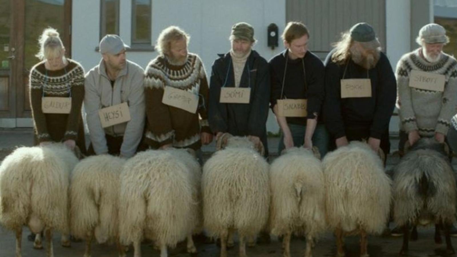 A négylábú sztárok bundás feneküket mutatják a kíváncsi zsűrinek az izlandi Hákonarson filmjében FORRÁS: MOZINET