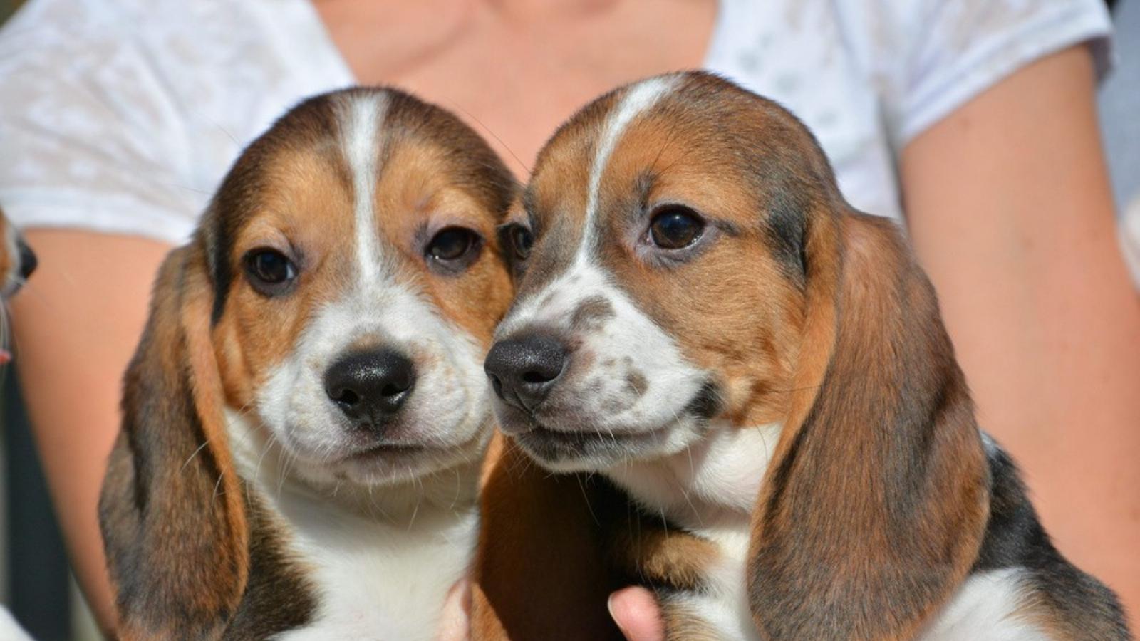 Az első lombikkutyakölykök – beagle-labrador-cocker keverék FOTÓ: JEFFREY MACMILLAN/CORNELL UNIVERSITY