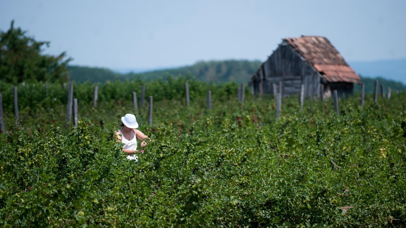 Népszava fotó/Tóth Gergő