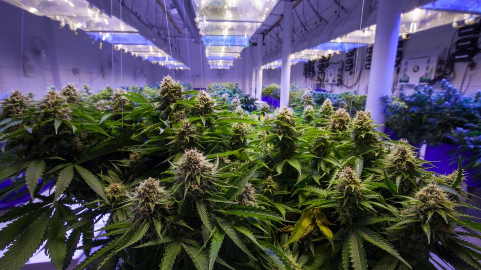 Nincs olyan társadalmi csoport, amiben többségben lennének a teljes legalizációt
támogatók. FOTÓ: SHUTTERSTOCK