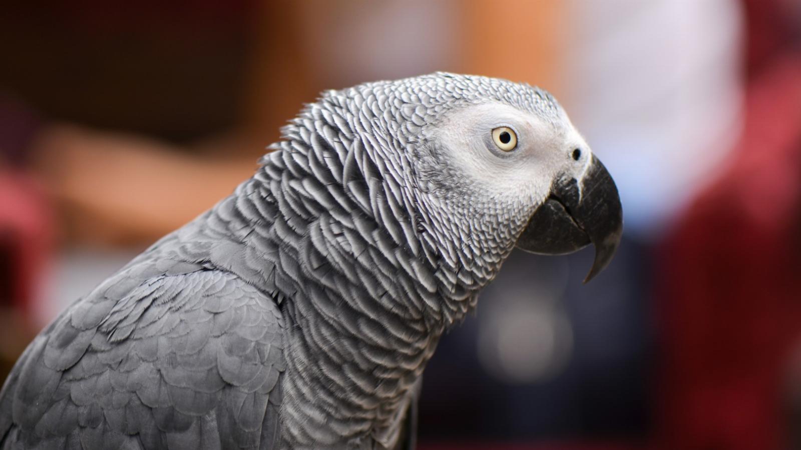 Psittacus erithacus, vagyis szürke papagáj - Shutterstock fotó